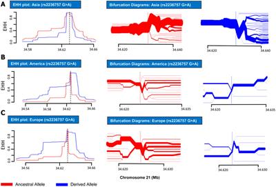 An Evolutionary Insight Into the Heterogeneous Severity Pattern of the SARS-CoV-2 Infection